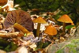 Cortinarius corrugatus image