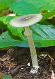 Amanita solaniolens image