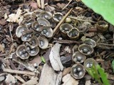 Cyathus stercoreus image