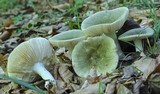 Russula parvovirescens image