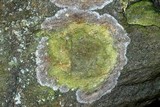 Lecanora thysanophora image