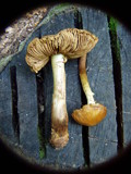Cortinarius corrugatus image