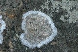Lecanora thysanophora image