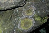 Lecanora thysanophora image
