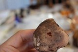 Tylopilus nebulosus image