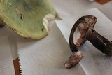 Tylopilus nebulosus image