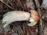 Boletus subcaerulescens image
