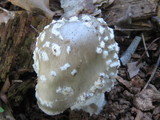 Amanita canescens image