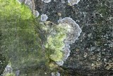 Lecanora thysanophora image
