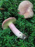 Boletus patrioticus image