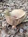 Lactarius corrugis image