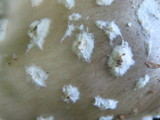 Amanita canescens image