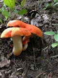 Tylopilus balloui image