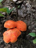 Gyroporus ballouii image