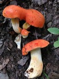 Tylopilus balloui image