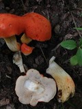 Gyroporus ballouii image