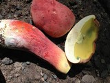 Baorangia bicolor image