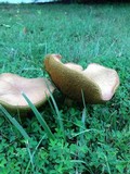 Boletus patrioticus image