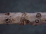 Pseudophacidium ledi image