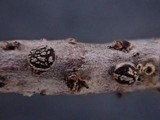 Pseudophacidium ledi image