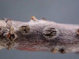 Pseudophacidium ledi image