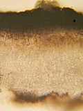 Pseudophacidium ledi image