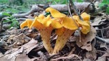 Cantharellus flavolateritius image