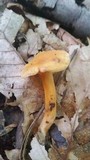 Cantharellus persicinus image