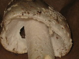 Amanita canescens image