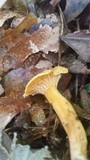 Cantharellus persicinus image
