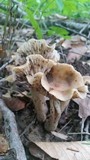 Neohygrocybe ingrata image