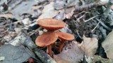 Lactarius subserifluus image