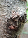Isaria umbrina image