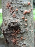 Isaria umbrina image