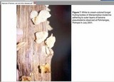 Marasmiellus inoderma image