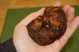 Kalapuya brunnea image