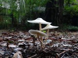 Leucocoprinus cepistipes image