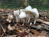 Leucocoprinus cepistipes image