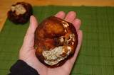 Kalapuya brunnea image