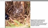 Marasmiellus inoderma image