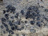 Lecidea grisella image