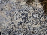 Lecidea grisella image