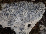 Lecidea grisella image
