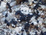 Lecidella stigmatea image