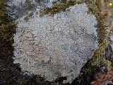 Diploschistes scruposus image