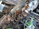 Cyathus helenae image