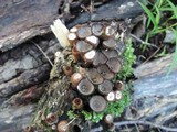 Cyathus helenae image