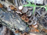 Cyathus helenae image