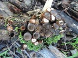 Cyathus helenae image