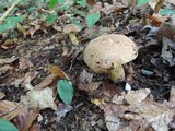 Boletus vermiculosoides image
